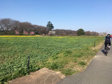 権現堂の桜