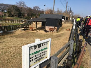 権現堂の動物